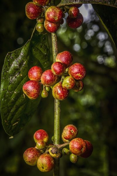Siparuna guianensis, photographed by Fredy Ramírez
