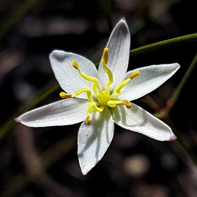 Thelionema umbellatum, photographed by Petra Holland