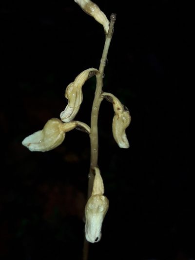 Gastrodia procera, photographed by naturewatchwidow