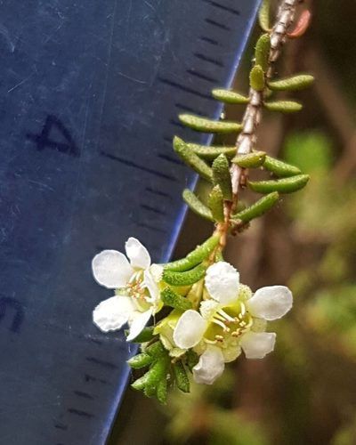 Baeckea diosmifolia, photographed by Petra Holland