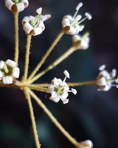 Astrotricha longifolia, photographed by Petra Holland