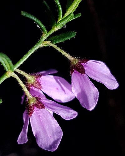 Tetratheca glandulosa, photographed by Petra Holland