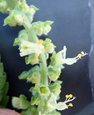 Ocimum gratissimum, photographed by Peter de Lange