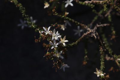 Wahlenbergia tenella, photographed by Tony Rebelo