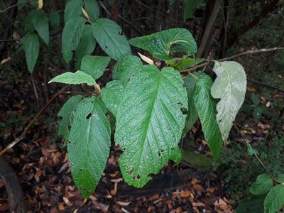 Pomaderris aspera, photographed by Leon Perrie