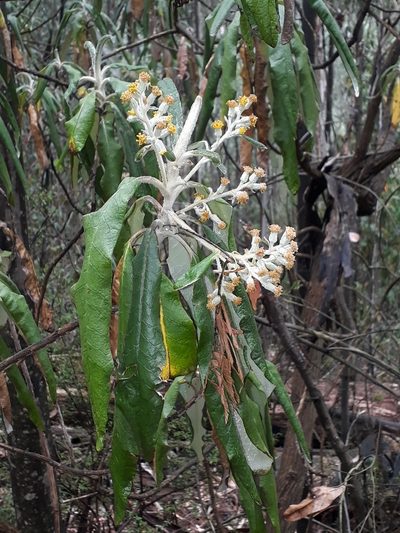 Bedfordia arborescens, photographed by Leon Perrie