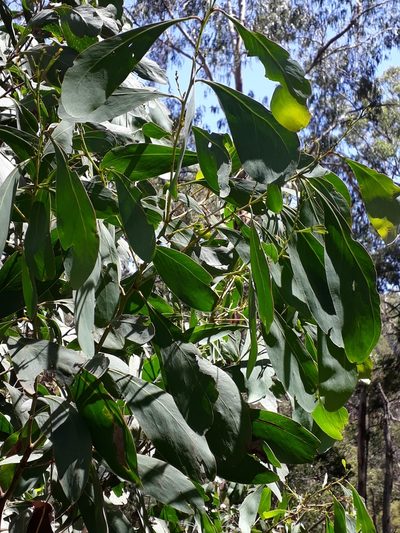 Acacia obliquinervia, photographed by Leon Perrie