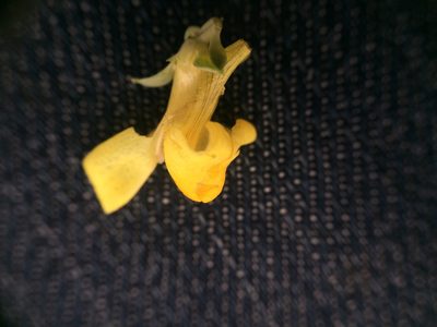Linaria thymifolia, photographed by Étienne Lacroix-Carignan