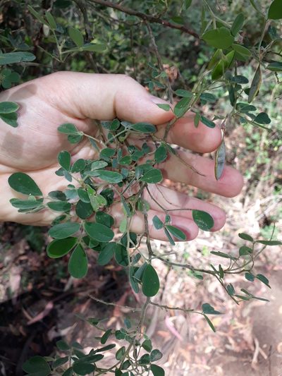 Goodia pubescens, photographed by Leon Perrie
