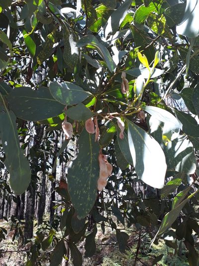 Acacia obliquinervia, photographed by Leon Perrie