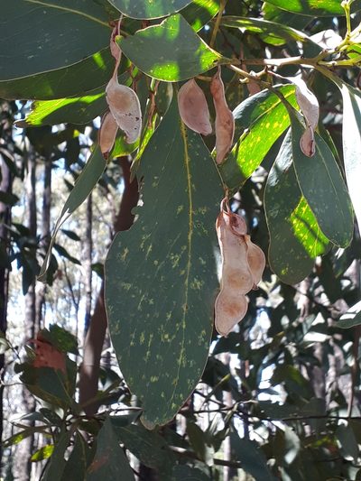 Acacia obliquinervia, photographed by Leon Perrie