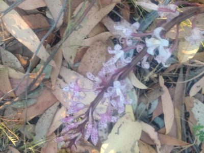 Dipodium pardalinum, photographed by graeme lunt