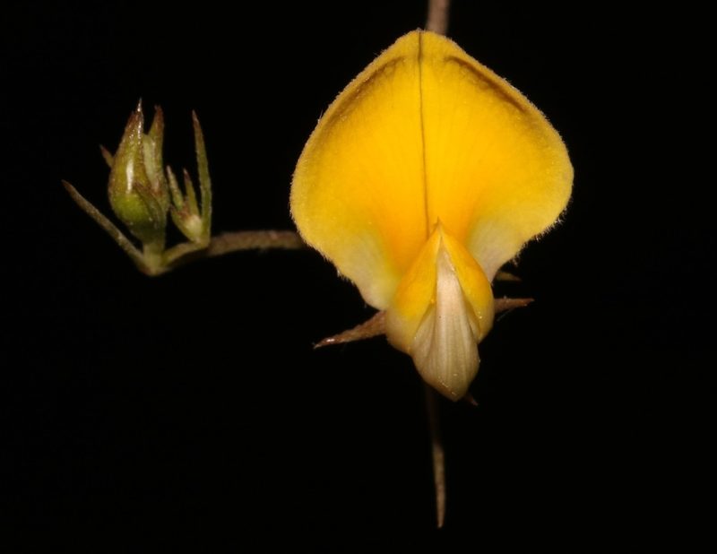 Aspalathus lanata, photographed by Brian du Preez