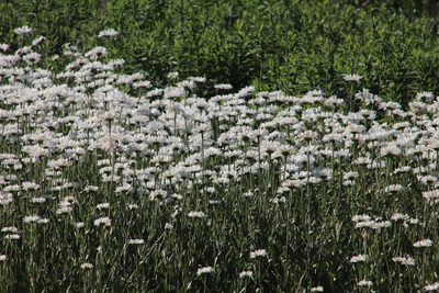 Leucanthemum maximum, photographed by Tony Rebelo