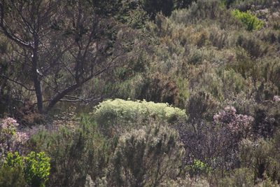 Helichrysum pandurifolium, photographed by Tony Rebelo