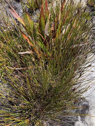 Hypodiscus alboaristatus, photographed by Matthew Fainman