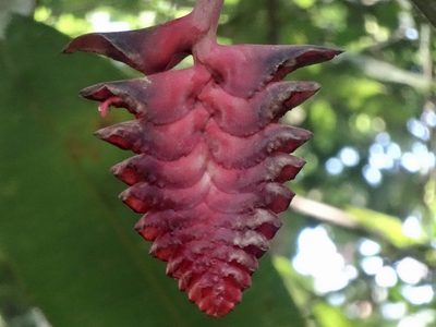 Heliconia mariae, photographed by Dario Taraborelli