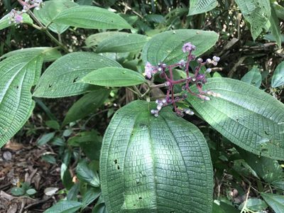 Miconia conospeciosa, photographed by Dario Taraborelli