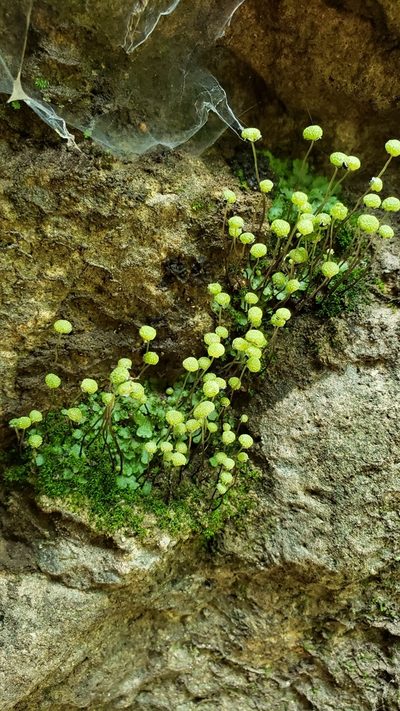 Mannia triandra, photographed by Ali Campbell