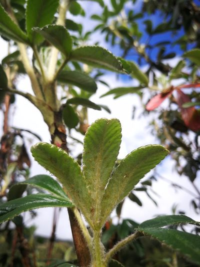 Polylepis incana, photographed by sandy-espinozaf