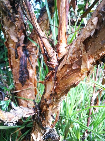 Polylepis incana, photographed by sandy-espinozaf