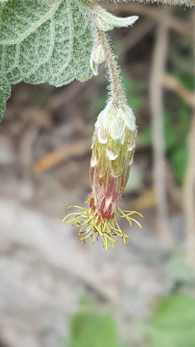 Brickellia pendula, photographed by Leonardo O. Alvarado Cárdenas