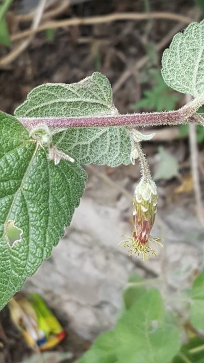 Brickellia pendula, photographed by Leonardo O. Alvarado Cárdenas