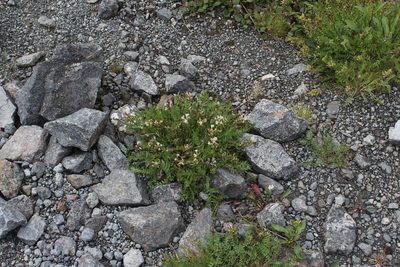 Oxytropis sordida, photographed by Dmitriy Bochkov