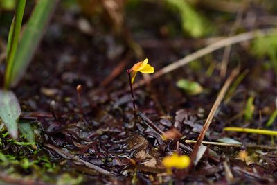 Utricularia bifida, photographed by 國立臺灣博物館