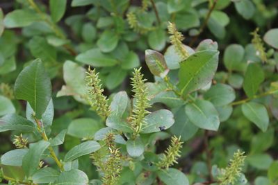 Salix hastata, photographed by Dmitriy Bochkov