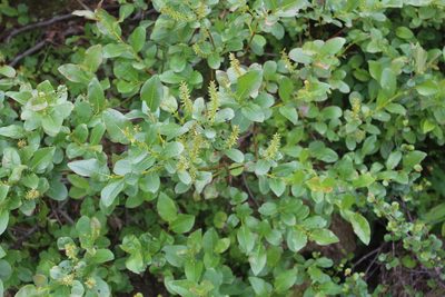 Salix hastata, photographed by Dmitriy Bochkov