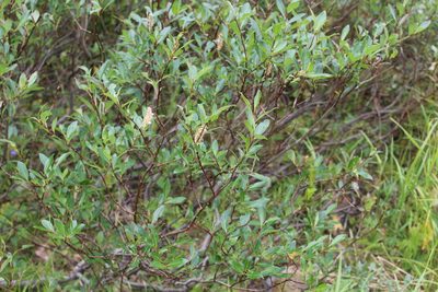 Salix phylicifolia, photographed by Dmitriy Bochkov