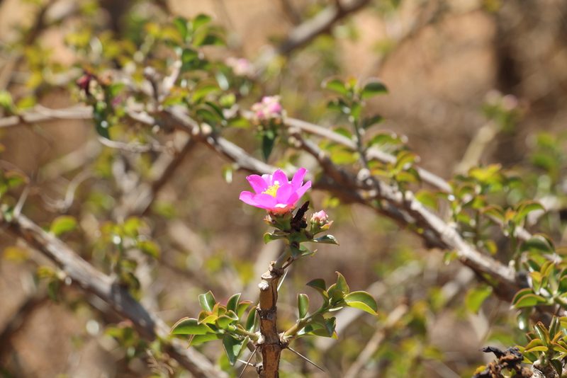 Pereskia bahiensis, photographed by Clara Matos