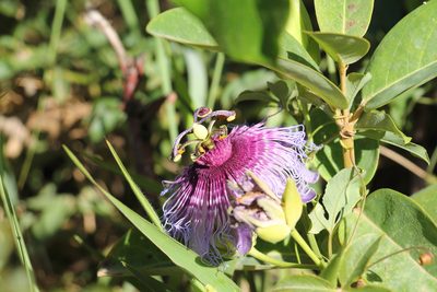 Passiflora cincinnata, photographed by Clara Matos