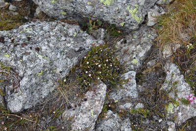 Harrimanella hypnoides, photographed by Dmitriy Bochkov