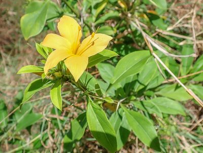 Barleria prionitis, photographed by Don Loarie