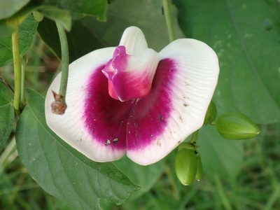 Centrosema plumieri, photographed by Don Loarie