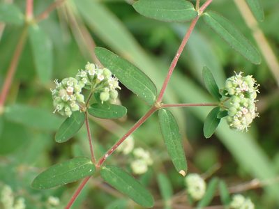 Euphorbia lasiocarpa, photographed by Don Loarie