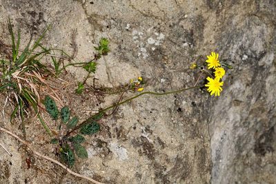 Hieracium glaucinum, photographed by Drepanostoma