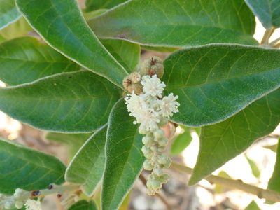 Croton flavens, photographed by Don Loarie