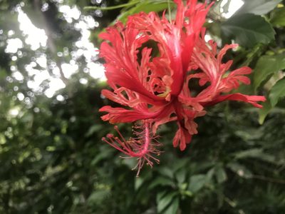 Hibiscus schizopetalus, photographed by Dario Taraborelli