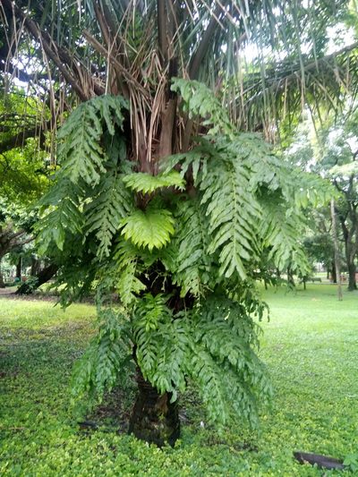 Phlebodium decumanum, photographed by Alfredo F. Fuentes Claros