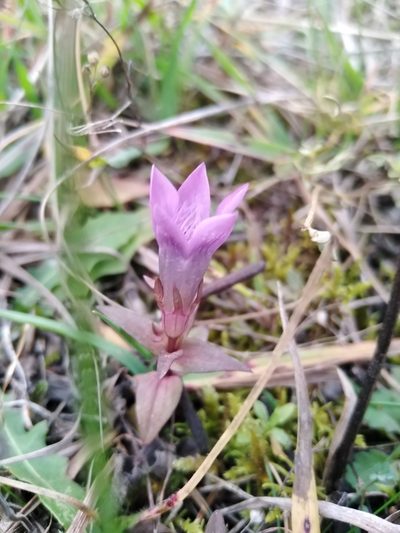 Gentianella praecox, photographed by David Sandler