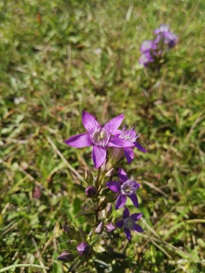 Gentianella praecox, photographed by David Sandler