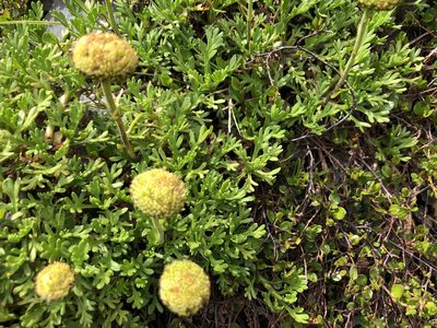 Leptinella pyrethrifolia, photographed by metanature