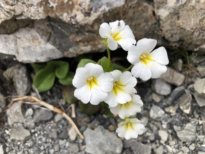 Ourisia macrocarpa, photographed by metanature