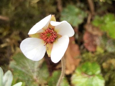 Geum uniflorum, photographed by metanature