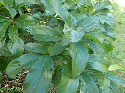 Cordia collococca, photographed by Don Loarie