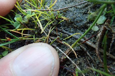 Isolepis basilaris, photographed by Arnim Littek