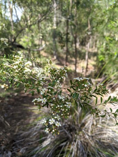Sannantha collina, photographed by Nick Swanson